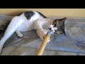Young cats, funny kitty playing with a stick of a broom on plastic cover bad. Kucing lucu.