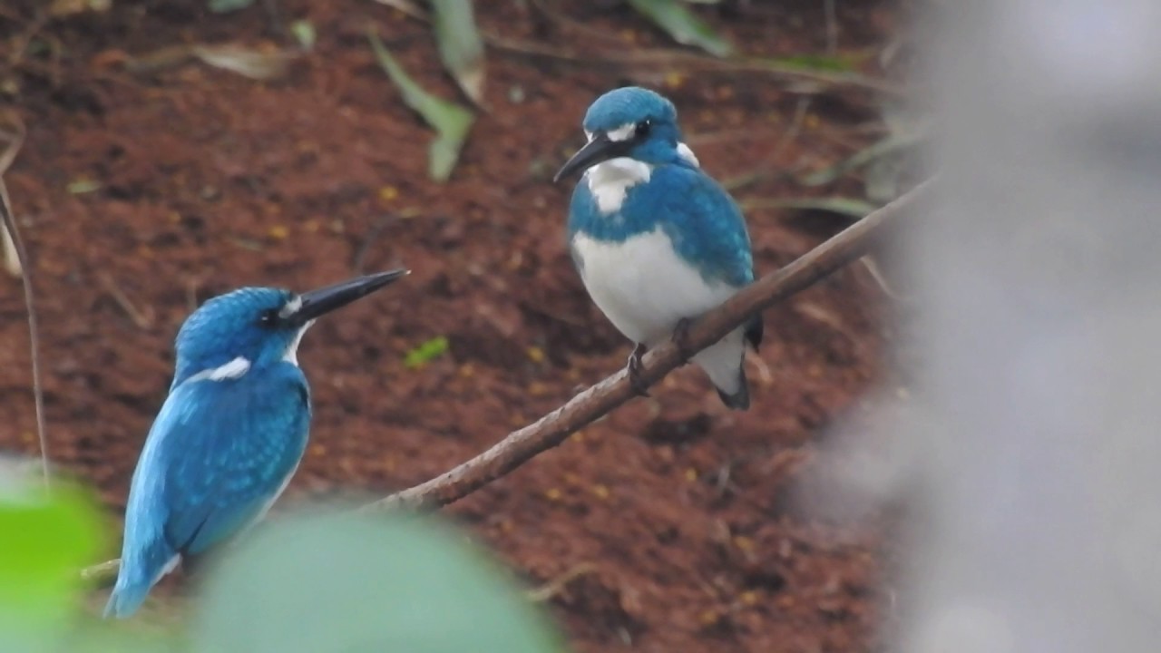 Cerulean Kingfisher Small Blue Kingfisher In Pair Youtube