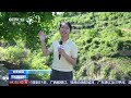 [新闻直播间]三夏时节 甘肃成县 “空中卫士”来了 核桃树商品果率提升20% | 新闻来了 News Daily