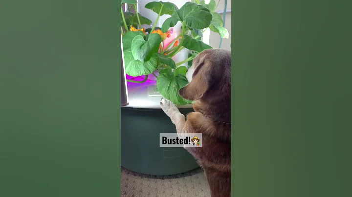 He knows where to find his snacks! Busted!!!  #towergarden #indoorgarden #indoorgardening