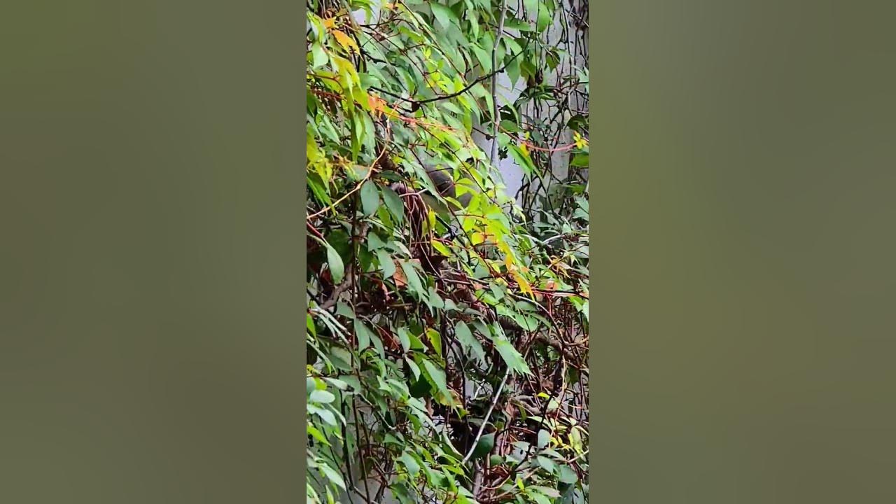 Tropical mockingbirds eating Virginia creeper berries Playa del Carmen