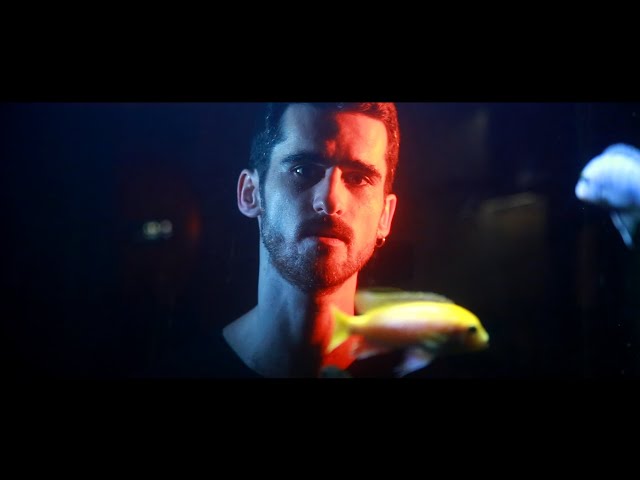 Захар - П'яні, Закохані, Дурні