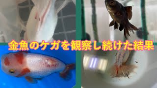 批判覚悟で...金魚にけがをさせてしまったら、絶望と後悔の次にできること。