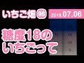 いちご畑【96】糖度18のいちごって