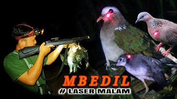 LASER MALAM‼️BERBURU DELIMUKAN TEKUKUR & RUAK RUAK DI KEBUN KELAPA SAWIT‼️