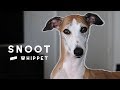 Meet Snoot the Whippet