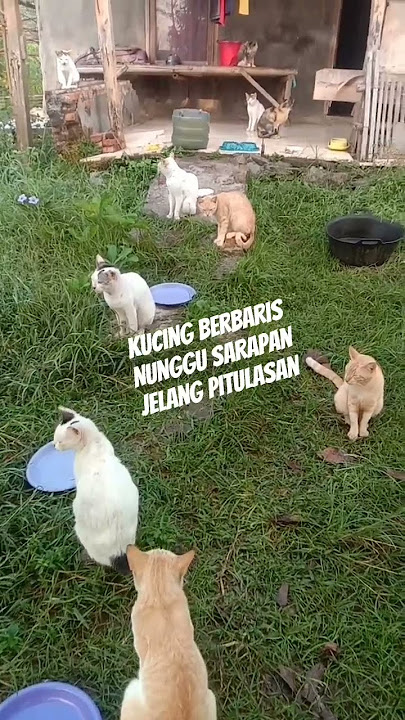 Hening.Berbaris pagi jelang Pitulasan nunggu sarapan #shorts,#catlovers