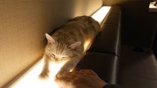 【Cat sleeping posture changes one after another ／ 寝相が次々と変わる猫ちゃん　】 Cat cafe, American Shorthair