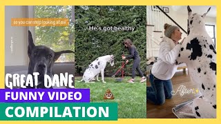 GiggleWorthy Great Dane Antics: A Hilarious Compilation of Gentle Giant Mishaps!