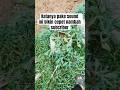 Emang bener guys?? #gardening #farming #fyp  #subcribe #follower