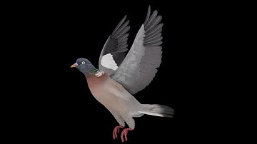 Realistic Animated Wood Pigeon Low-Poly 3d Model
