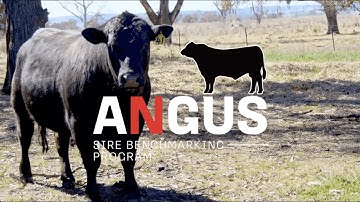 Cohort 15 Angus Sire Benchmarking Nominations are Open