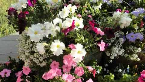 Loretta's Flowers