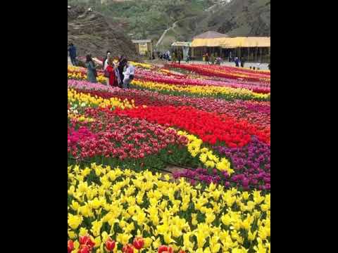 تهران کرج روستای کندر مزرعه لزور دشت گلهای لاله 