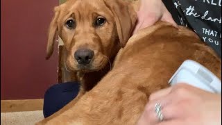 De-Shedding our 4 month🔥 fox red lab puppy - ONEISALL 7-1 Pet Groomer and Vaccum by Wild Country Ranch 816 views 1 month ago 1 minute, 11 seconds