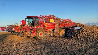 картинка: Копка БУРЯКА 100т/га. Ферма у Швейцарії