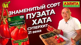 ЛУЧШИЙ СОРТ ТОМАТА! Скороспелый сорт ПУЗАТА ХАТА