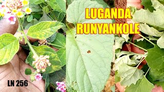 Amanyi Ge Ddagala Mu Runyankole Ne Mu Luganda