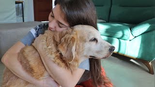 Hugging My Dog For Too Long [OR TRYING TO] by Goldenland 8,458 views 2 years ago 2 minutes, 27 seconds