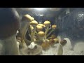 Mushroom growth timelapse