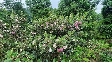 Vườn sim rừng tuyệt đẹp