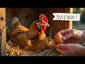 Comment booster la PONTE des poules : Guide complet et astuces naturelles.