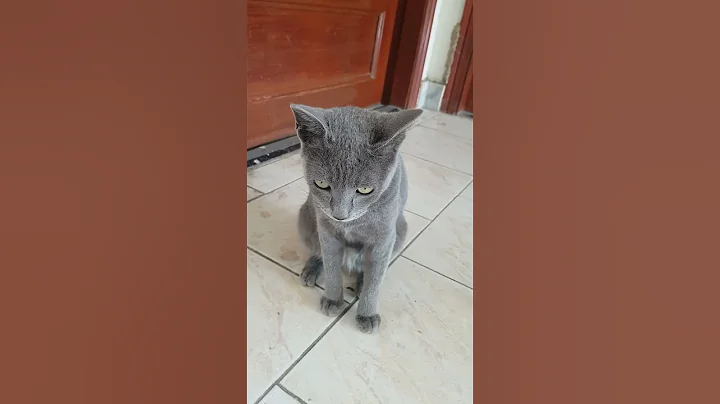 Video 5068991: persian kitten meowing cute, persian kitten fluffy cute, sweet persian kitten, beautiful kitten cute persian, cute kittens adorable