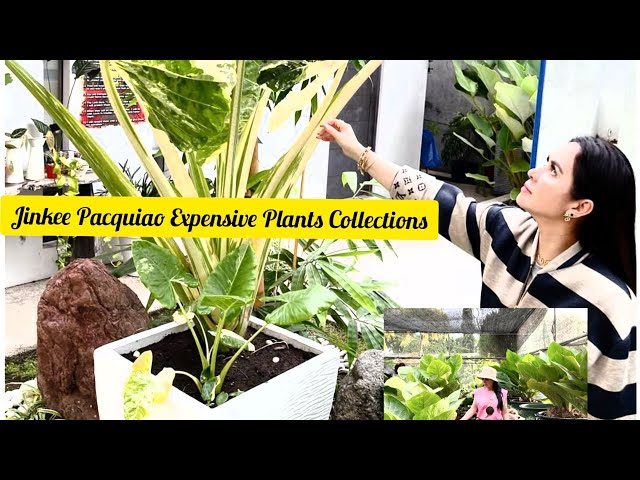 Jinkee Pacquiao Goes Viral for Expensive Plant That Costs