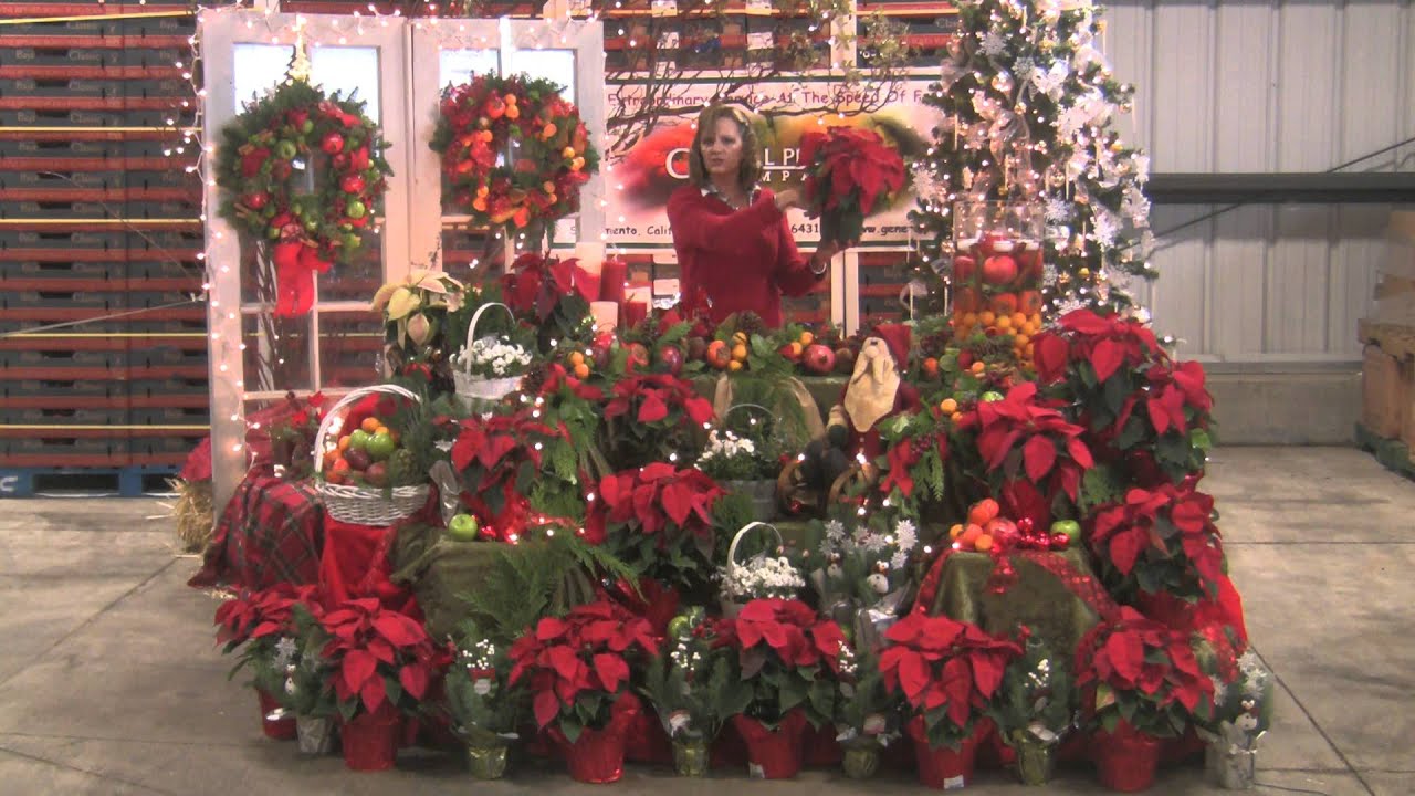 the-floral-beat-poinsettia-selection-care-and-handling-youtube