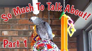 Einstein Parrot has so much to talk about Part 1