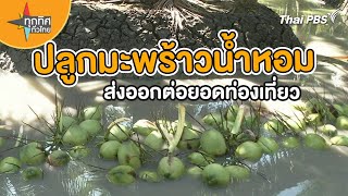 ปลูกมะพร้าวน้ำหอมส่งออกต่อยอดท่องเที่ยว | ทุกทิศทั่วไทย | 1 มี.ค. 67