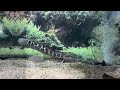 Short clip of fishes … #fish #fishaquarium # korea