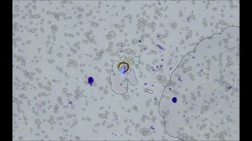 Cutting Whole Chromosomes
