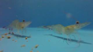 Shrimp L. vannamei feeding - 28 July 2017