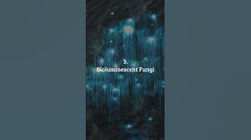 The Magic of Bioluminescence: Creatures that Glow in the Dark