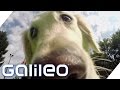 Der Erdnuss-Spürhund | Galileo Lunch Break