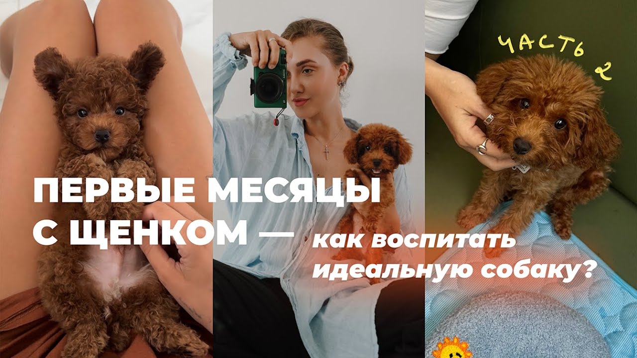 посмотри, если хочешь идеального щенка | как не совершать ошибок в воспитании собаки