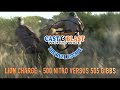 Lion charges full speed  500 nitro versus 505 gibbs