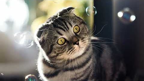 Meowijuana Catnip & Honeysuckle Bubbles