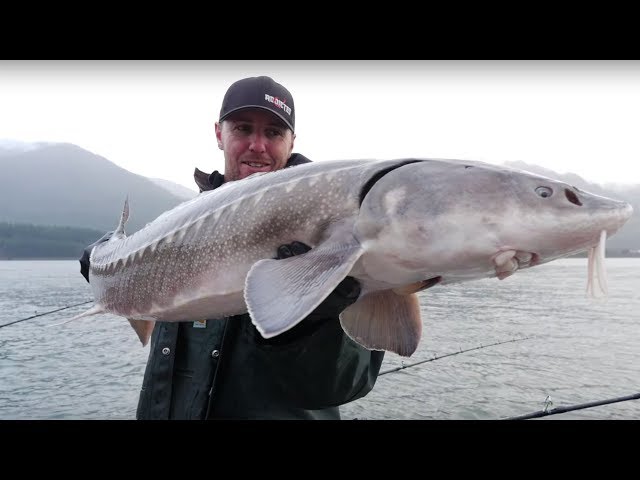 Astoria Sturgeon Fishing on the Columbia River