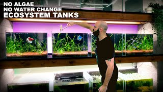No Algae, No Water Change, Ecosystem Tanks: The Fish Wall
