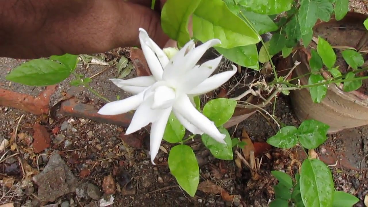 Jasmine Jasmine flower(3 in 1 flower) flowering YouTube