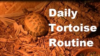 Russian Tortoise Daily Routine