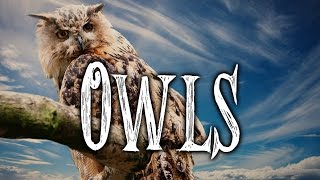 Owl superstitions and lore