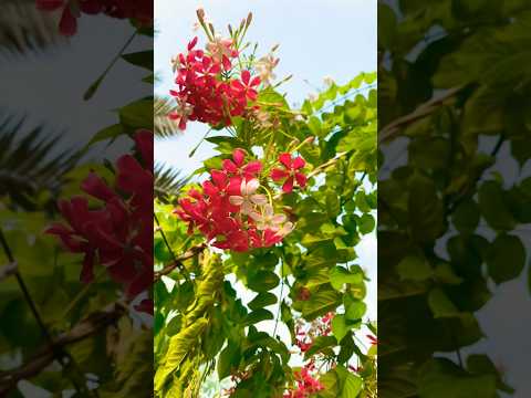Beautiful Nature Birds Chirping Flowers Bloom Peaceful Weather Short BaazmaDaily