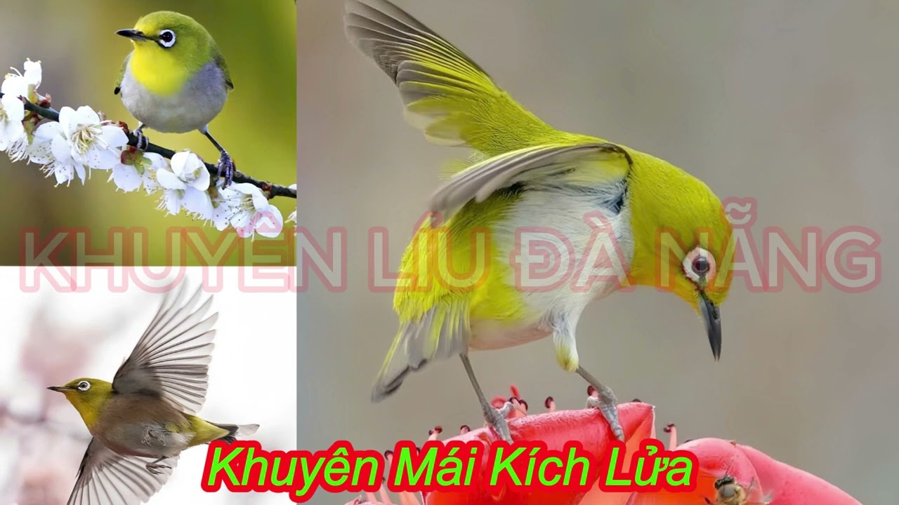 File Khuyên Mái Kích Líu Đấu Có Nhạc - Kích Líu Siêu Nhanh