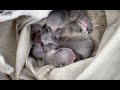 Adorable Baby Raccoons Find A New Home