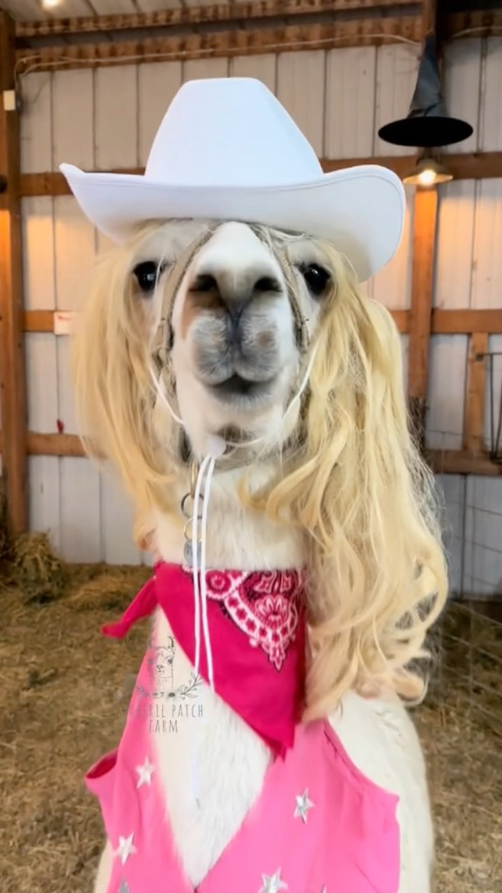 #JasonDeruloTV // Llama Costume #GotPermissionToPost From TT @prairiepatchfarm #FromTheIslands