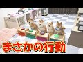 When I Say Certain Words The Puppy Starts To Do Cute Things笙 When I Say Certain Words The Puppy Starts To Do Cute Things笙