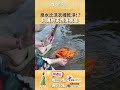 阿媽最天然的洗衣場！堅持用泉水洗全家人的衣服 #生活愛美麗 #河流美學